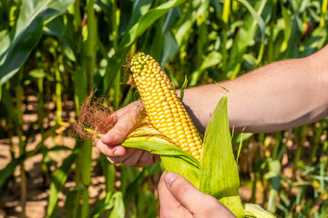 Wall Mural - male strong hands of an agronomist are cleaning an ear of ripe yellow corn on the background of a corn field. environmentally friendly food. agriculture and agronomy. Ripe maize ready for harvest.