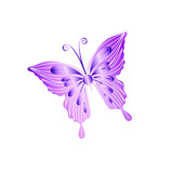 Fototapeta Motyle - Single butterfly vector illustration. Beautiful butterfly art for greeting cards, invitations, decorations.
