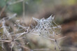 Altweibersommer, spinnennetz mit Tautropfen am Herbstmogen, herbstliche Stimmung im Garten, das Jahr geht zu Ende	
