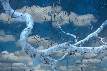 Wall Mural - white blue birch tree branch with blue sky and white fluffy clouds