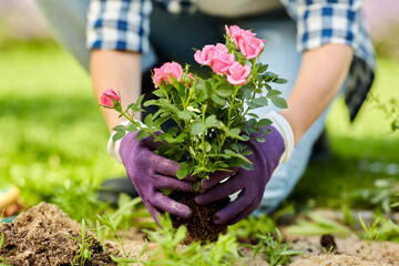 Wall Mural - gardening and people concept - woman planting rose flowers at summer garden