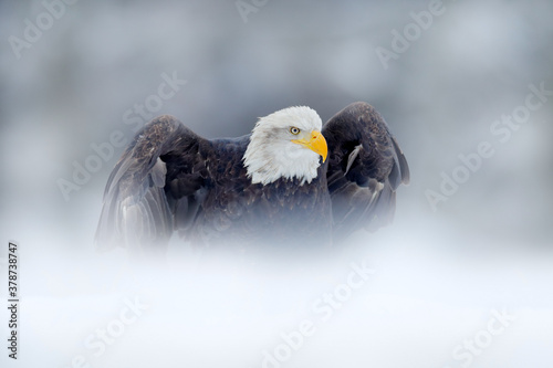 Fotomural Bald Eagle, Haliaeetus leucocephalus, flying brown bird of prey with white head, yellow bill, symbol of freedom of the United States of America