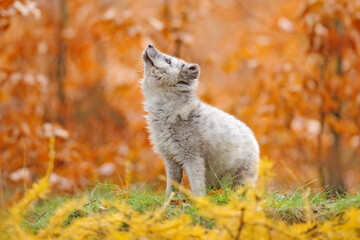 Wall Mural - arctic polar fox running in orange autumn leaves. beautiful animal in the nature habitat. wildlife s