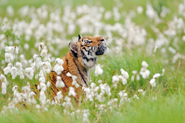 Amur tiger hunting in green white cotton grass. Dangerous animal, taiga, Russia. Big cat sitting in environment.  Wild cat in wildlife nature. Siberian tiger in nature forest habitat, foggy morning.