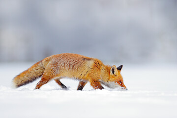 Wall Mural - Winter nature. Red fox in white snow. Cold winter with orange fur fox. Hunting animal in the snowy meadow, Japan. Beautiful orange coat animal nature. Wildlife Europe.