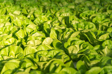 Fresh organic green oak lettuce vegetable plant farm