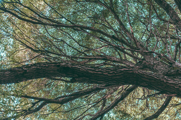 environment, european park, color landscape photo of wild trees