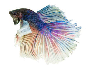 Wall Mural - Halfmoon Betta splendens or siamese fighting fish isolated on white background