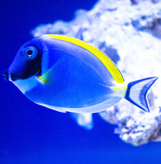 Wall Mural - Fish surgeon (Acanthurus leucosternon) Powder-blue Tang