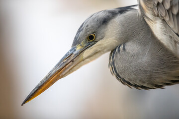 Sticker - Portrait of Grey heron hunting