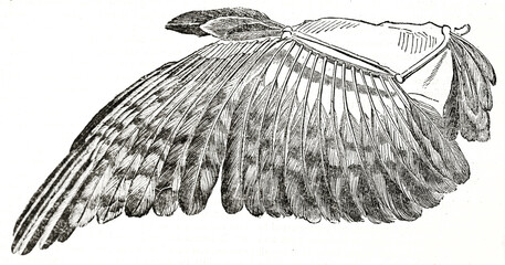 Wall Mural - Isolated single bird wing (common buzzard) on white. Bones structure and plumage. Ancient engraving grey tone art by unidentified author, The Penny Magazine, London 1837