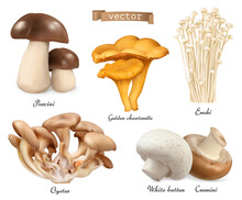 Edible Mushrooms. Porcini, Golden Chanterelle, Enoki, Oyster Mushrooms, Cremini, White Button. 3d Vector Realistic Objects Set. Food Illustration