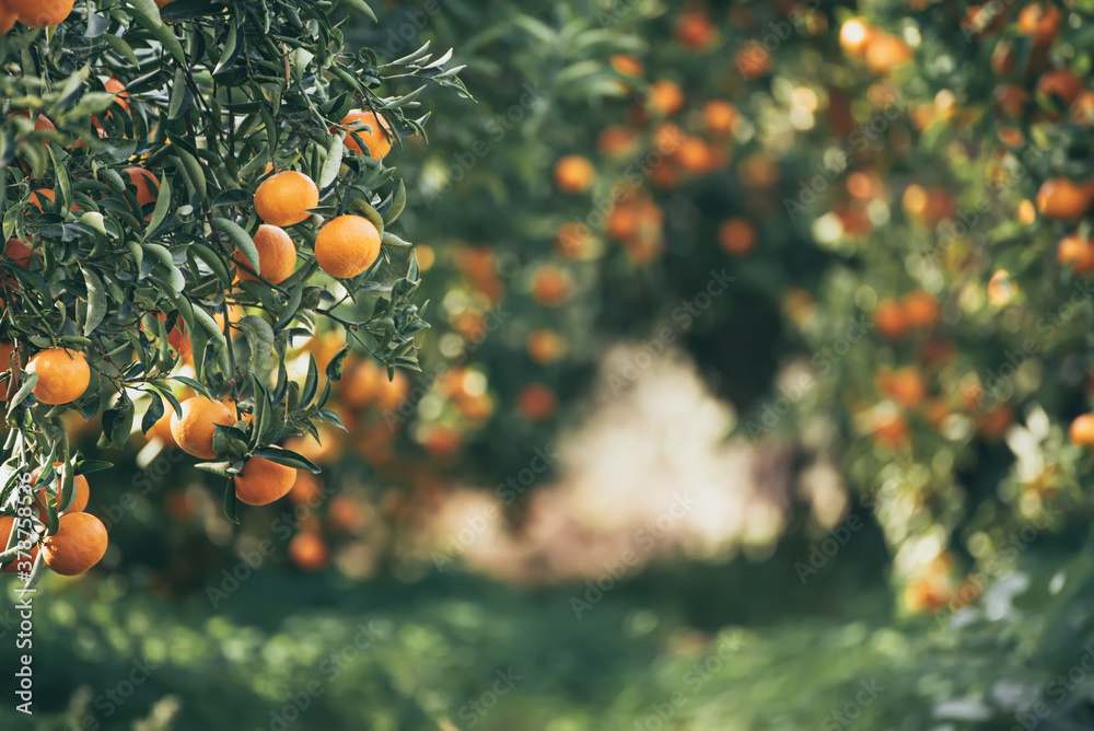 Tangerine sunny garden - obrazy, fototapety, plakaty 