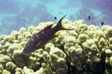 Beautiful Fish Swimming In The Red Sea In Egypt. Blue Water. Relaxed, Hurghada, Sharm El Sheikh,Animal, Scuba Diving, Ocean, Under The Sea, Underwater Photography, Snorkeling, Tropical Paradise.