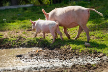 Little Piglets On A Livestock Farm On A Summer Day