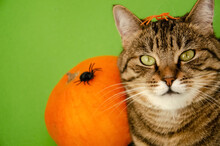 Close-up Muzzle Of Cat On Blurred Background Of Pumpkin With Spiders Isolated On Green. Halloween Concept. Festival Concept. Tabby Cat With Decor Spider On Its Head With Copy Space.