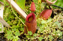 Nepenthes, Tropical Pitcher Plants And Monkey Cups