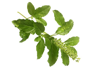 Holy basil or tulsi leaves on white background