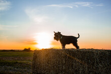 Silhouette Of Black Miniature Schnauzer Dog At Sunset In Meadow, Field With Square Haystacks, On Hay Bale Of Straw