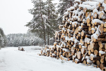Winter Logging In The Snow Forest. Stock Of Timber Under The Snow