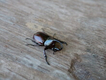 Black Rhinoceros Beetle Isolated On Wooden Background, Rare Insect.