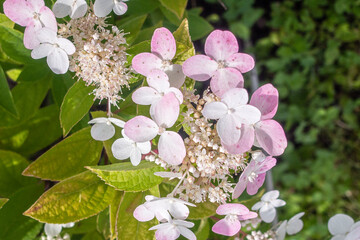 white hydrangea, white flowers, tree blooms