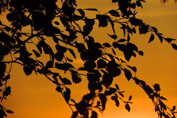  sunset orange sky black silhouettes of branches and leaves             