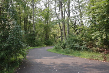 The path in the woods.