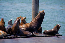 Barking Sea Lion On Floating Pier