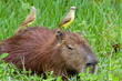 © Pulsar Imagens - Capivara e pássaros siriri-cavaleiro