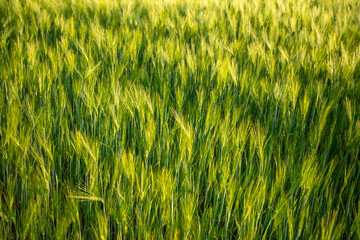 Green ears of wheat at sunset.