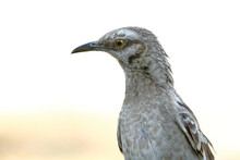 Long-tailed Mockingbird (Mimus Longicaudatus), Portrait Of An Animal Perched On The Lawn Looking For Food.