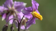 Macro Close Up Closeup View To Solanum Violet Yellow Flower