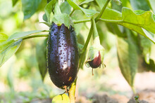 Ripe Eggplant Ripens In The Garden On The Bush