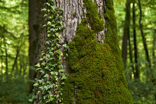 Fragment Of A Tree Trunk With Moss And Bindweed