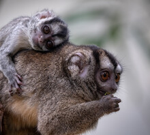 Selective Focus Shot Of An Adorable Mother Owl Monkey With A Baby Owl Monkey