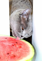 Wall Mural - The gray Scottish cat is eating a juicy sweet watermelon. A domestic cat that loves to eat fruits and berries.