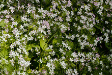 Background Of White Wildflowers Of Claytonia Sibirica In Shady Forest