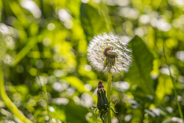 A white fluffy dandelion head with seeds is on a beautiful blurred green background