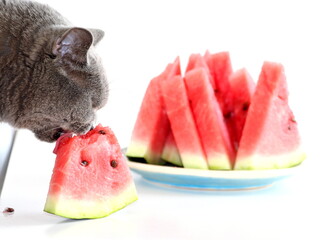 Wall Mural - The gray Scottish cat is eating a juicy sweet watermelon. A domestic cat that loves to eat fruits and berries.