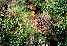 Lagopus Is A Genus Of Birds In The Grouse Subfamily Known As Ptarmigans And  Is The State Bird Of Alaska. In 1902 A Town Was To Be Named Ptarmigan But Spelling Was A Problem So CHICKEN Was Chosen