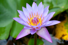 Water Lily Lotus For Conceptual Purpose