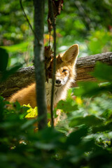 young fox in muskoka ontario
