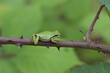 Frog on Thorny Branch