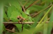 Golden Brown Pacific Tree Frog