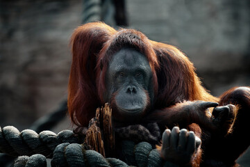 Wall Mural - Portrait of an orangutan, arboreal apes. An adult female orangutan at the zoo.