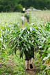 Farmer carrying bundle of plants for fodder, Valle del Cauca, Colombia