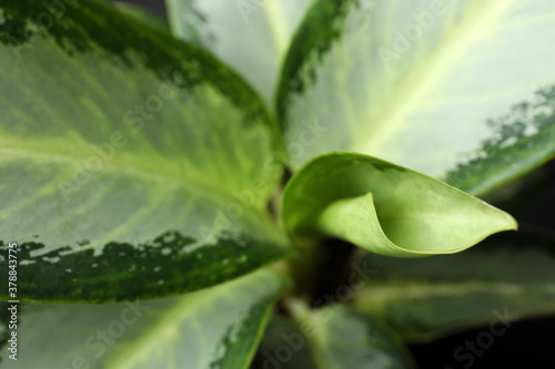 Cuadros en Lienzo Aglaonema with beautiful leaves as background, closeup