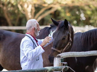 Wall Mural - Veterinarian with injection in front of horse