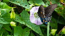 Spicebush Swallowtail Butterfly Sipping Nectar From The Accommodating Flower